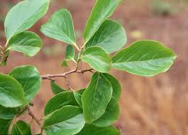 Image result for Diospyros