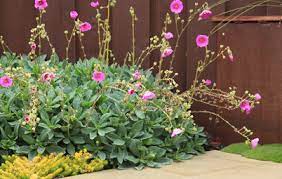 You can propagate most succulents easily by rooting their leaves in. 10 Spectacular Flowering Succulents