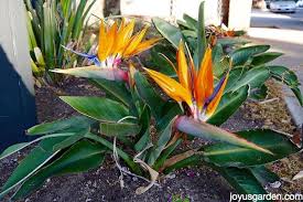 Bird Of Paradise Plant For Sale Home Depot Bird Of Paradise Plant Care Birds Of Paradise Plant Plants Paradise Plant