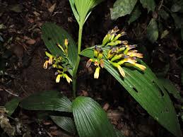 Image result for Corymborkis corymbis