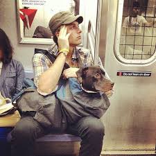 Why Are There So Many Pit Bulls In Shelters Funny Animals Funny Dog Pictures Funny Animal Pictures