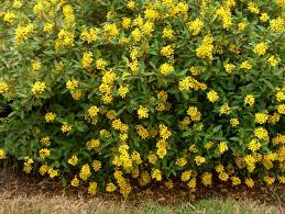 Blooms from early summer to fall. Online Plant Guide Galphimia Glabra Golden Thryallis Plants Shrubs For Landscaping Gold Shower