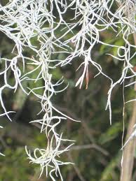 But, if it starts to grow unwanted in particular areas, it is an easy plant to remove. The Truth About Spanish Moss It S Neither Naples Florida Weekly