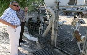 Izmir Cesme Belediyesi Hayvan Barinagi Minik Dostum Minik Dostum