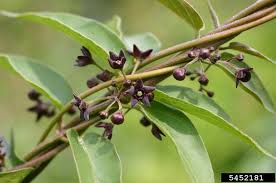 Image result for Vincetoxicum cernuum