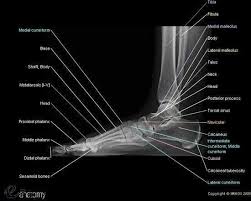 Lateral View Of The Foot On Radiography X Ray Metatarsals Phalanx Cuboid Navicular Cuneiform Bones Medical Radiography Anatomy Medical Knowledge