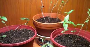 When growing cannabis, the vegetative stage of plant growth requires a longer duration of light than does the flowering stage. Can You Use A Regular Lamp To Grow Marijuana Potprof
