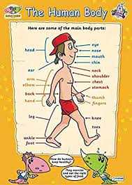 the human body educational poster gloss c2 early years primary poster measuring 485 mm x 648 mm childrens learning wall chart for the home