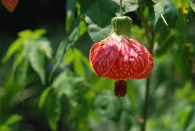 Image result for Abutilon rehmannii