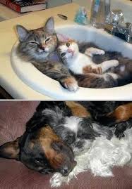 Prices 10/10 · shipping 10/10 · 24/7 customer service Pet Sitting Pet Sitting Services Pet Sitting Business Pets