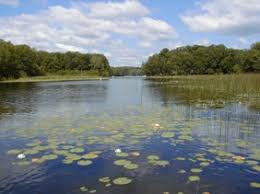 Maybe you would like to learn more about one of these? Aquatic Plants Wisconsin Dnr