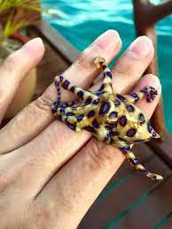 Blue Ringed Octopus Highly Venomous On Hand Octopus Saltwater Crocodile Animals