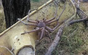 Whether it's in the corner of our living room, in the bath or hanging quietly from the ceiling, these are the most common uk spiders you're likely to spot. This Massive Huntsman Spider In Australia Is What Nightmares Are Made Of