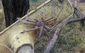 Check spelling or type a new query. This Massive Huntsman Spider In Australia Is What Nightmares Are Made Of