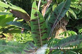 Image result for Musa acuminata