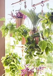 Pin Von Vimal Ajmera Auf Hanging Plants Sichtschutz Im Freien Fensterpflanzen Sichtschutz Pflanzen