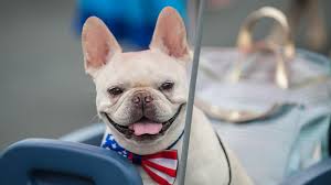 The french bulldog is a lively and strong breed that originated in france. Fall Events In St Charles With Pets Ksdk Com
