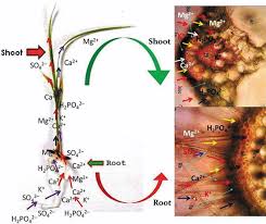 Macro indicates large and macronutrients are nutrients required in large amounts. Role Of Macronutrients In Plant Growth And Acclimation Recent Advances And Future Prospective Springerlink