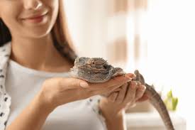 Check spelling or type a new query. 226 Cute And Funny Lizard Names Animal Hype