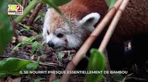 Finden sie ihre ferienwohnung, bed & breakfast, camping, städtereise mit gîtes de france®, die garantie eines gütesiegels. Rote Pandas Gehen In Guadeloupe An Land Red Pandazine
