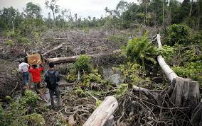 Crimen Yanqui Caso #48: La destrucción de las selvas tropicales de ...