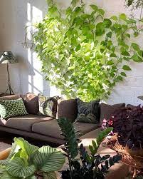 Le Piante Rampicanti Sono Un Ottima Soluzione Anche In Casa Quello In Foto E Un Pothos Neon E Per Tenere La Pianta Ades Piante Vaso Di Fiori Piante Rampicanti