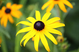 There are many cultivars of grapevines; 7 Plants Native To Maryland