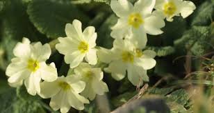Maybe you would like to learn more about one of these? Are Primroses The Perfect Spring Flower They Love The Damp And Are Good To Eat Too