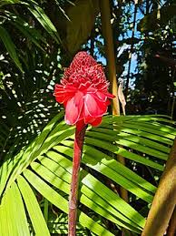 Image result for Etlingera elatior