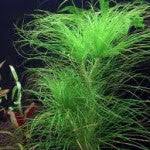 Image result for Eriocaulon setaceum