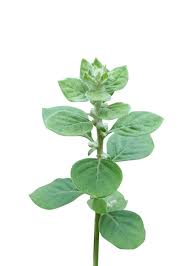 Image result for Aerva