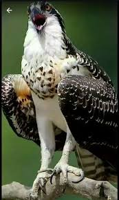 Ihtiyar Dede Alte Opa Adli Kullanicinin Yabani Kuslar Wilde Vogel Panosundaki Pin Hayvan Hayvanlar Yirtici Kuslar
