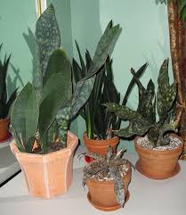Image result for Sansevieria dawei