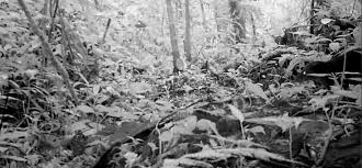 Muy poco se conoce sobre los hábitos de la especie, pero se sabe que puede bajar cabeza abajo los árboles, gracias a sus fuertes miembros anteriores y sus. Coati Cusumbo Nasua Nasua Parques Nacionales Naturales De Colombia