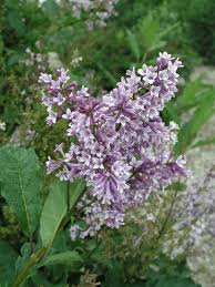 Image result for Syringa prestoniae