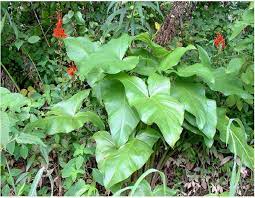It is common in central florida including the everglades and along the gulf coast. Arrow Arum Or Peltandra Virginica Bog Plant Arizona Aquatic Gardens