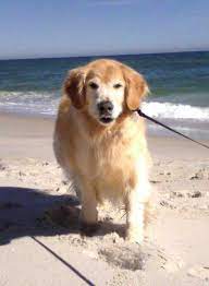 Derman Canine Chiropractic Testimonials
