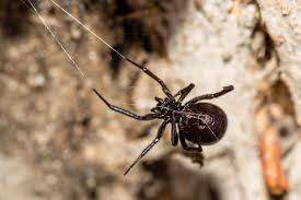 Is bleach or vinegar better to kill mold? False Widow Spiders Invade Swindon Home Dad Is Forced To Kill 140 Of Britain S Most Dangerous Spiders In One Day