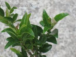 Check spelling or type a new query. Plantfiles Pictures Eugenia Brush Cherry Monterey Bay Eugenia Myrtifolia By Vossner
