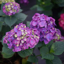 Let's dance® hydrangeas bloom on both old and new wood extending the flowering season and reducing the effect of harsh winters or improper pruning on flowering. Plant Of The Week Let S Dance Big Band Bigleaf Hydrangea Plant Of The Week