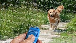 Kopek Clicker Egitimi Nedir Pet Okulu