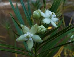 Image result for Kanahia laniflora