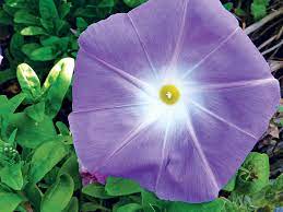 Morning Glory Ipomoea Southern Living Southern Living