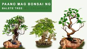 How To Create A Bonsai Basic Youtube