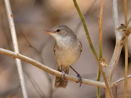 Cape Verde Warbler Pet Birds Animals Old World