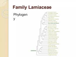 Image result for Tinnea zambesiaca