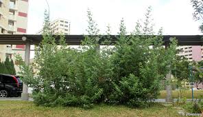 Image result for Vitex trifolia