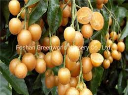 Image result for Clausena