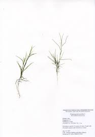 Image result for Potamogeton pusillus