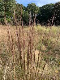 Image result for Andropogon